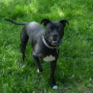 Meet your Posher, Peter